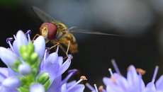 Garten-Schwebfliege (4).jpg